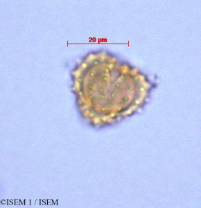 Antennaria linearifolia - lame n° 29021